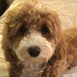 Adi - Goldendoodle