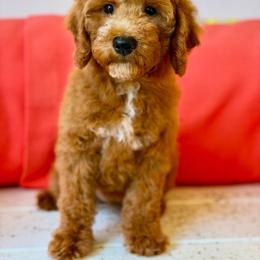 Cream collar - Red  female Goldendoodle puppy in Inman, South Carolina from Grace Filled Golden’s