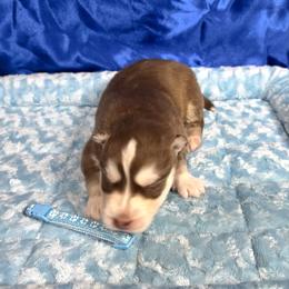 Summit - Red and white male Siberian Husky puppy in Vail, Iowa from Homegrown Huskies