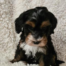 Boy 1 - Tri-color male Bernedoodle puppy in Schertz, Texas from Kat's Teddydoodles