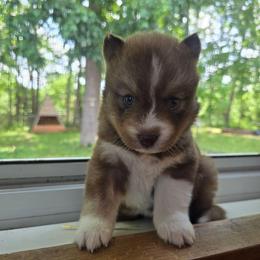 Cinnamon - Brown and white female Siberian Husky puppy in Addison, Michigan from Gray Run Siberian Huskies
