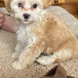 Emerald - Merle female Maltipoo puppy in Fredericksburg, Ohio from Edna Keim
