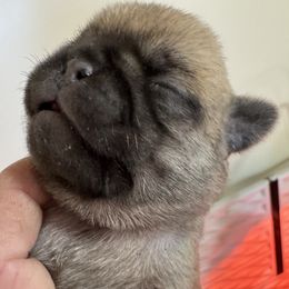 Puppy 4 - Fawn female Pug puppy in Watseka, Illinois from Jakes Lil Country Kennels