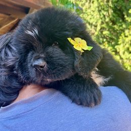 Girl 2 - Black female Newfoundland puppy in Marysville, Washington from Black Lions Newfoundlands