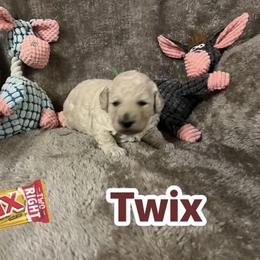 Twix - Cream male Goldendoodle puppy in Richmond, Texas from Harper’s Heartbeats