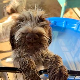 Butch Cassidy - Brown and gray male Wirehaired Pointing Griffon puppy in Custer, South Dakota from Twenty-Mile Griffons