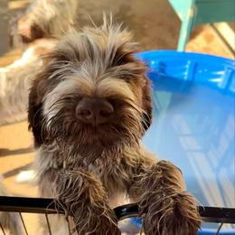 Butch Cassidy - Brown and gray male Wirehaired Pointing Griffon puppy in Custer, South Dakota from Twenty-Mile Griffons