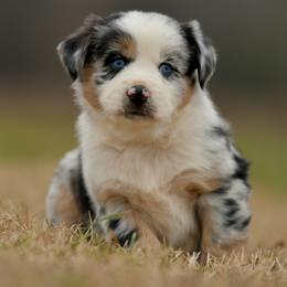 Bea - Blue merle female Miniature Australian Shepherd puppy in Hartman, Arkansas from Southern Edition Aussies