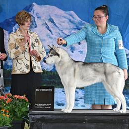 Montana - Siberian Husky