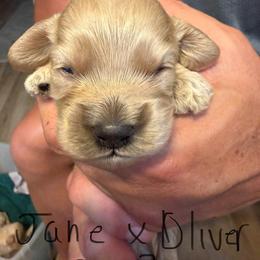 Jane B3 - Buff male Cockapoo puppy in Haines City, Florida from Camic Cockapoos