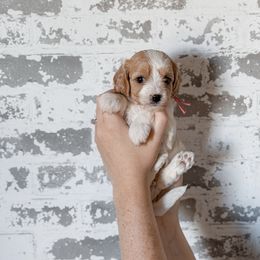 Posy - Blenheim female Cavapoo puppy in Mayo, Florida from Kingston’s Cavaliers