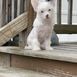 Chinese Crested Puppies from StioX Chinese Cresteds