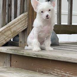 Chinese Crested Puppies from StioX Chinese Cresteds