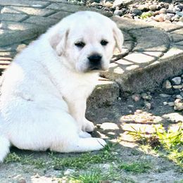 Labrador Retriever Puppies from Suebel Labradors South