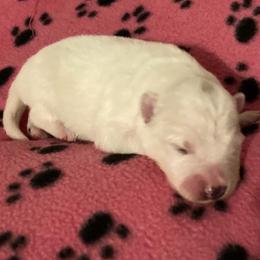 Riley - White female American Eskimo Dog puppy in Westwego, Louisiana from Connie's American Eskimo Dogs and Mini Australian Shepherd Dogs