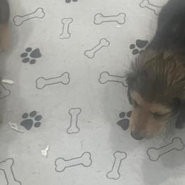 Dachshunds from Jennifer Villazana