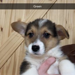 Green - Black and tan male Pembroke Welsh Corgi puppy in Sturgis, Michigan from Eberle's Pembroke Welsh Corgis