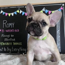 Girl 1 - female French Bulldog puppy in Dubois, Idaho from White Hippo Frenchies