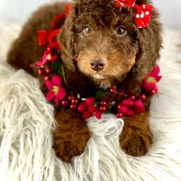 Bernedoodle, Cavapoo, and Goldendoodle Puppies from Blackberry Farm Puppies