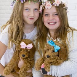 Goldendoodle Puppies from Dean Doodles