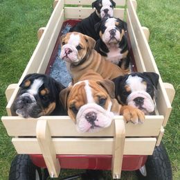 "Dude x Maya" Bulldog Puppies from Wellington Bulldogs