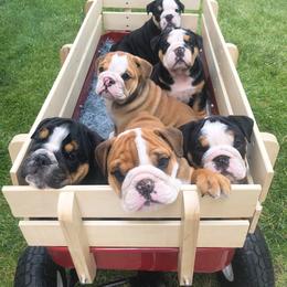 "Dude x Maya" Bulldog Puppies from Wellington Bulldogs