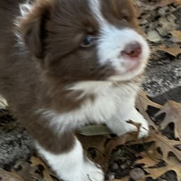 Border Collie Puppies from Cedarcreek Border Collies