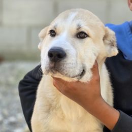 Duke - Fawn male Central Asian Shepherd Dog puppy in Bella Vista, Arkansas from NWA Cane Corsos