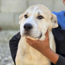 Duke - Fawn male Central Asian Shepherd Dog puppy in Bella Vista, Arkansas from NWA Cane Corsos
