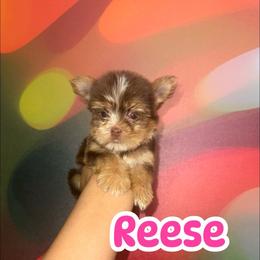 Reese - Chocolate, tan and white female Yorkshire Terrier puppy in Flowood, Mississippi from Prissy PawPals