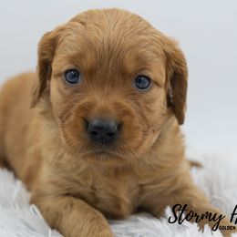 Golden Retriever Puppies from Stormy Hill Golden Retrievers