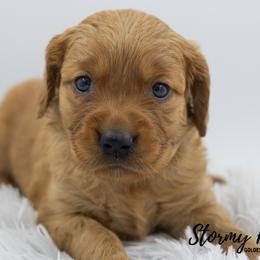 Golden Retriever Puppies from Stormy Hill Golden Retrievers