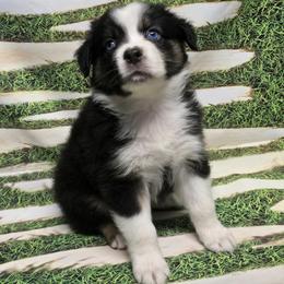 Boy 4 - male Australian Shepherd puppy in Lakeland, Florida from Diamond P Australian Shepherds