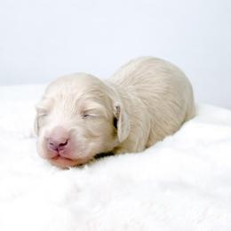 Chanel - Cream female Dachshund puppy in Redding, California from Jean & Mae Doxies