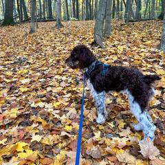 Springerdoodle All Grown Up from Evalina Miller's Spaniels