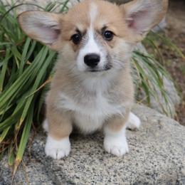 Pembroke Welsh Corgi Puppies from Kern River Corgis