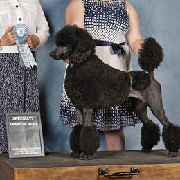 Summit - Poodle