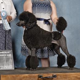 Summit - Poodle