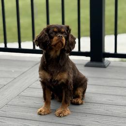 Lotty - Cavalier King Charles Spaniel