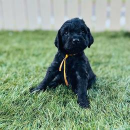 Cerberus - Black male Labradoodle puppy in Elizabeth City, North Carolina from Howdy Doodles