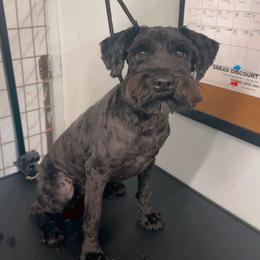 Sylvie - Miniature Schnauzer