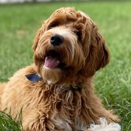Australian Labradoodles from Labradoodle Dreams