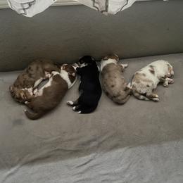 Miniature Australian Shepherd Puppies from Matpip Pups