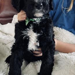 Light green collar, Charlie - Parti male Poodle puppy in Gainesville, Georgia from Rose’s Goldendoodles & Standard Poodles