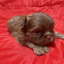 Girl 2 - Liver female Shih Tzu puppy in Troy, Michigan from "Shihtzu Best Friend"