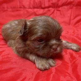 Girl 2 - Liver female Shih Tzu puppy in Troy, Michigan from "Shihtzu Best Friend"
