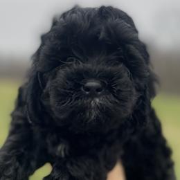 Cavalier King Charles Spaniels and Cavapoos from Good Hope Cavaliers