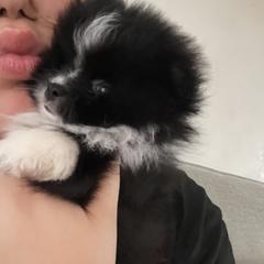 Chihuahua and Pomeranian Puppies from Pure hearts