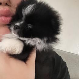Chihuahua and Pomeranian Puppies from Pure hearts