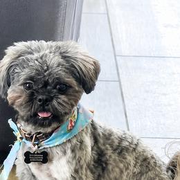 Benji - Shih Tzu